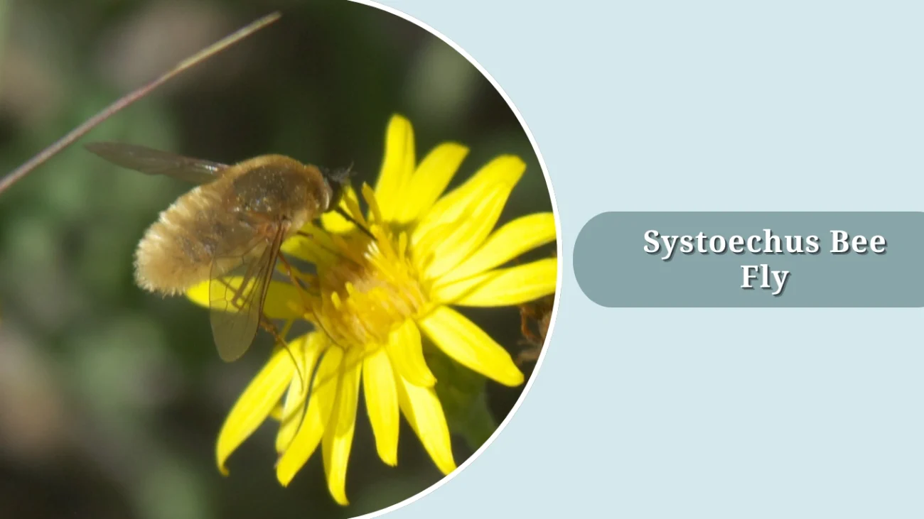 Systoechus Bee Fly