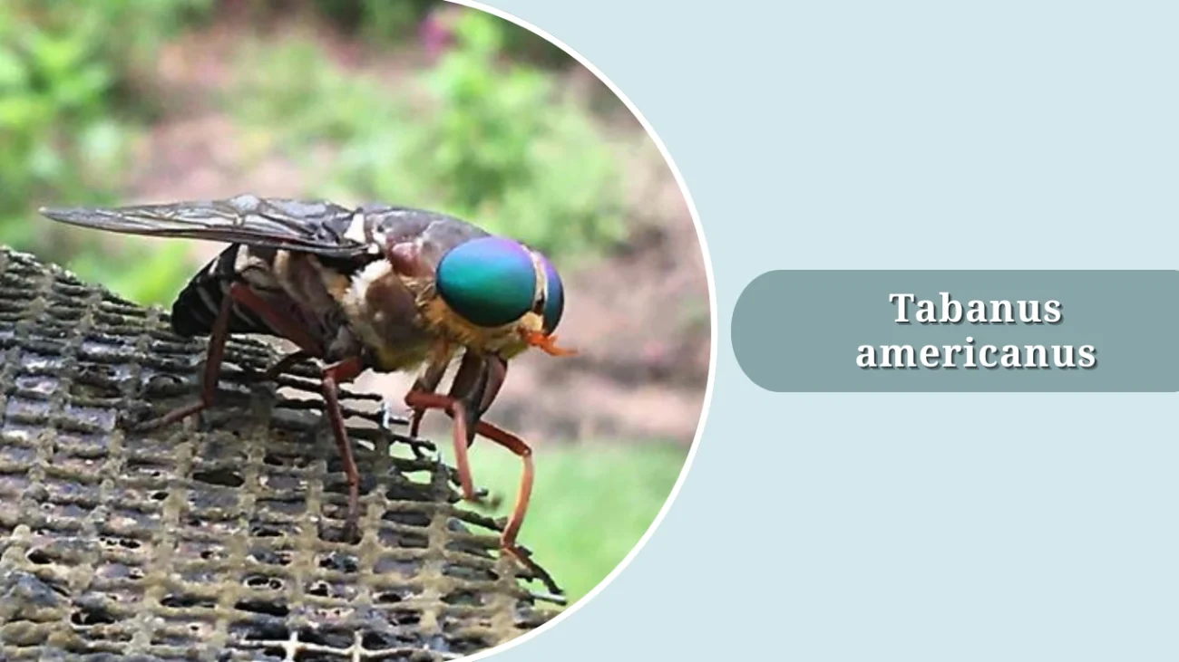 Tabanus americanus