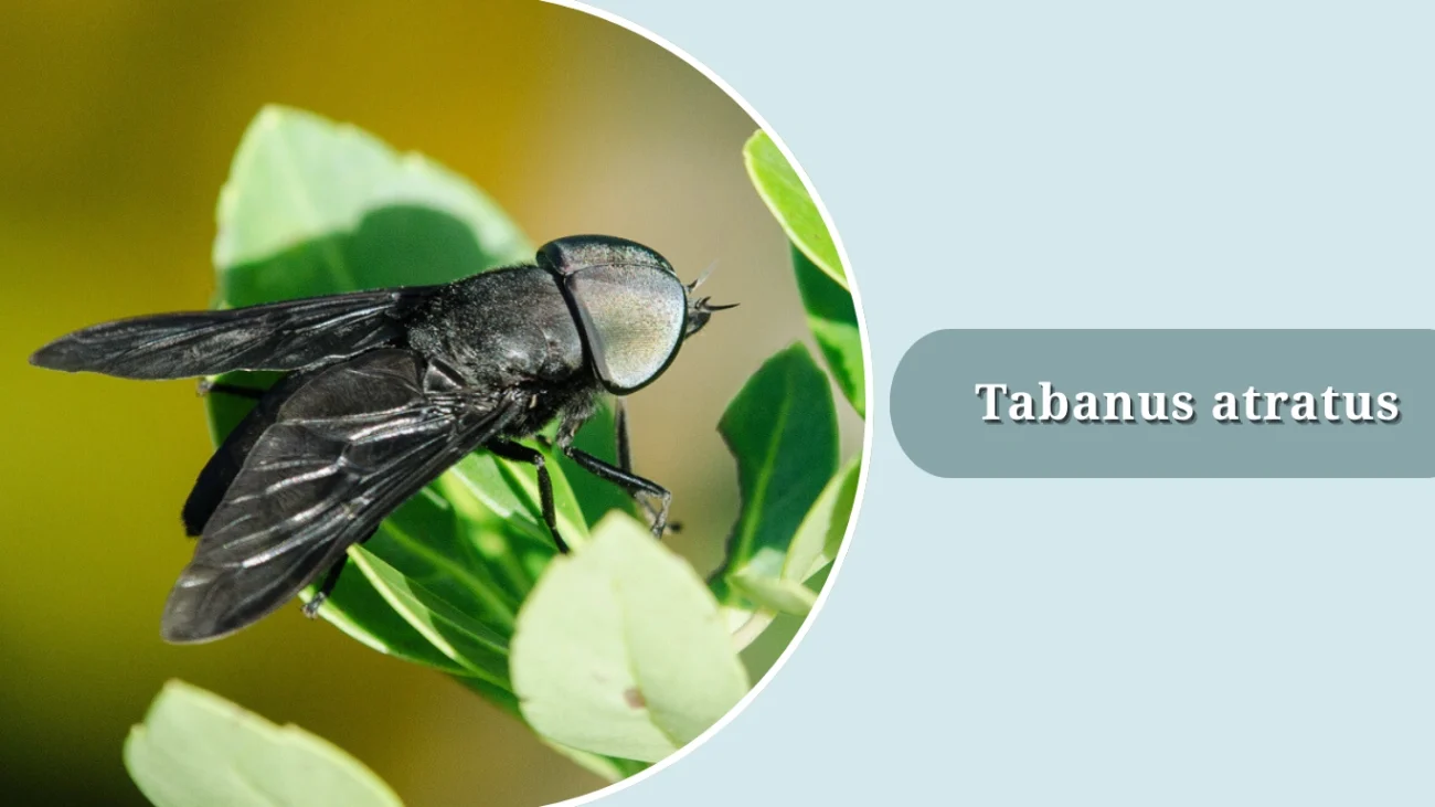 Tabanus atratus