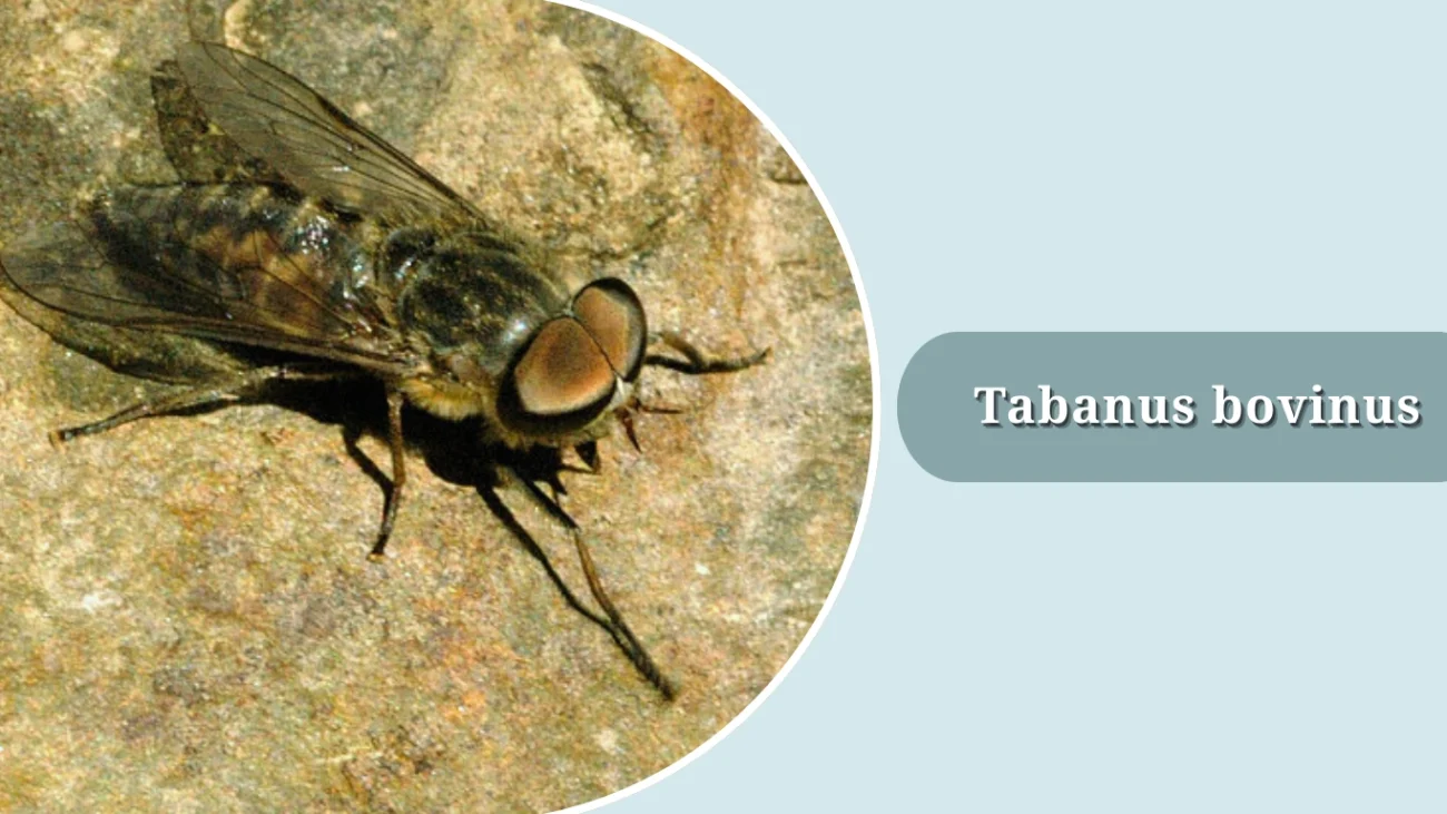 Tabanus bovinus