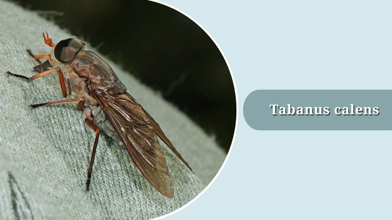 Tabanus calens
