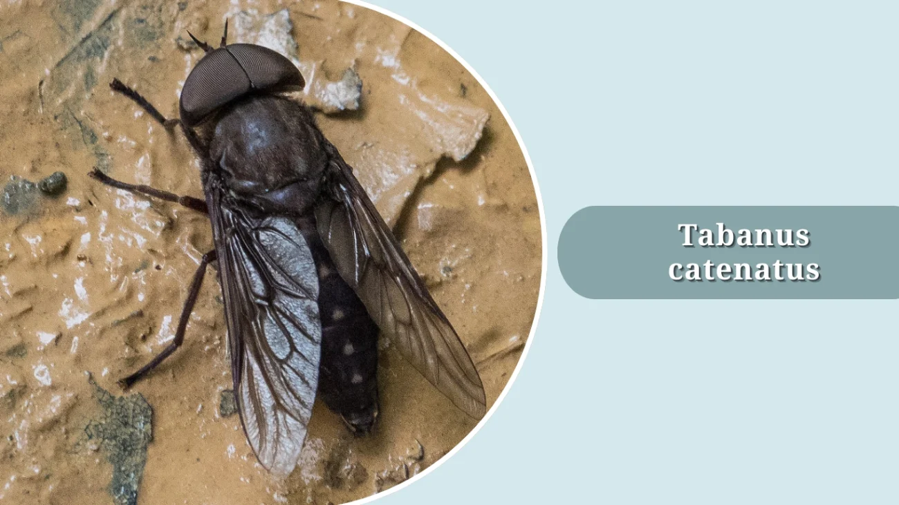 Tabanus catenatus