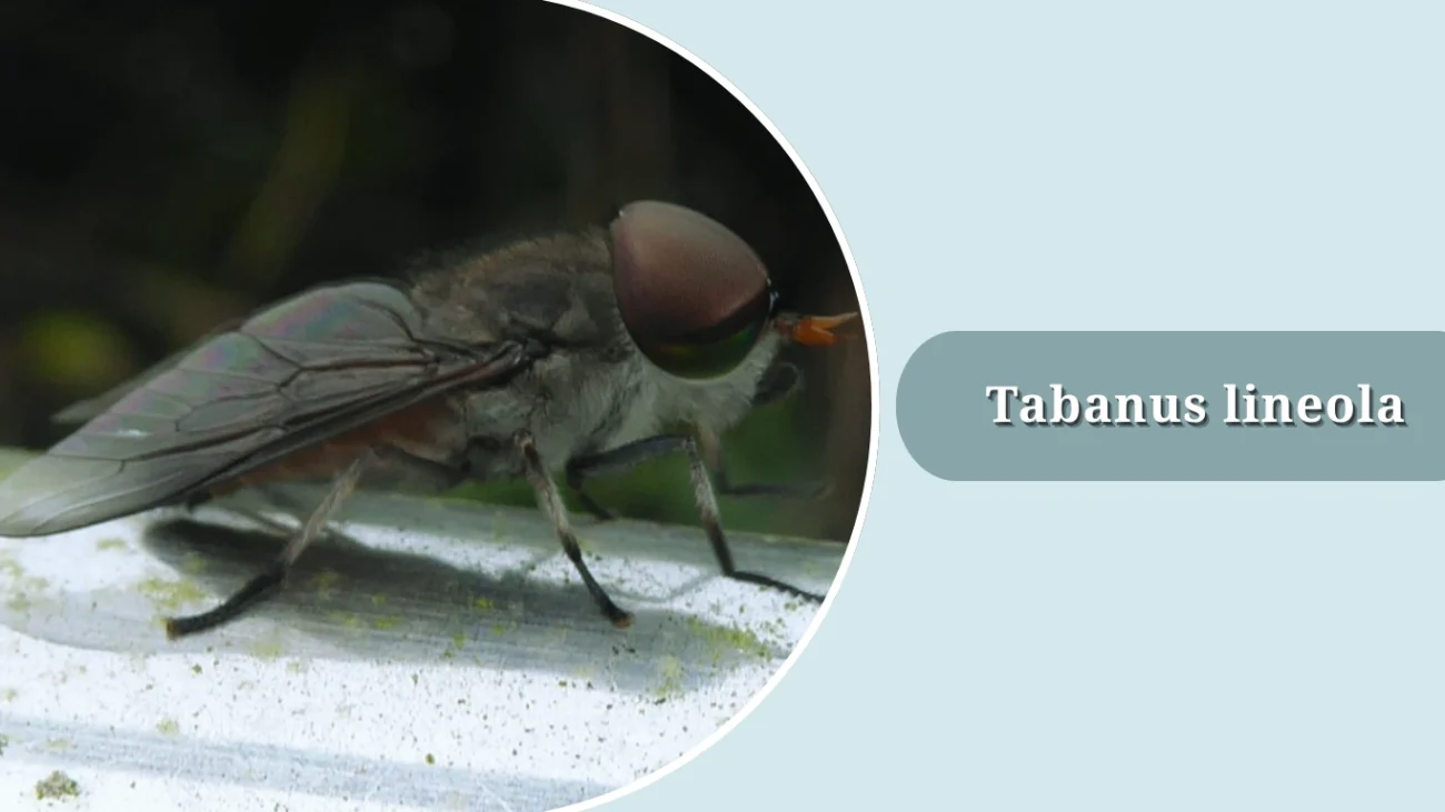 Tabanus lineola
