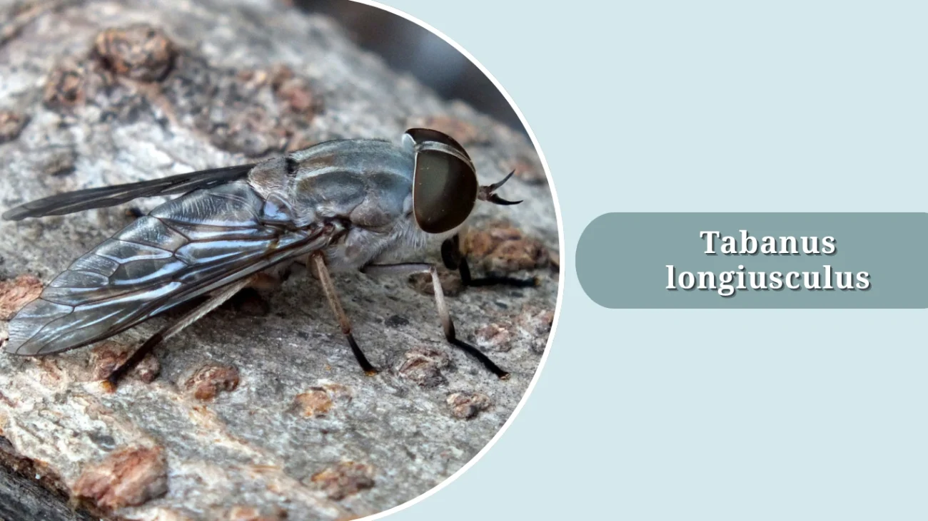 Tabanus longiusculus