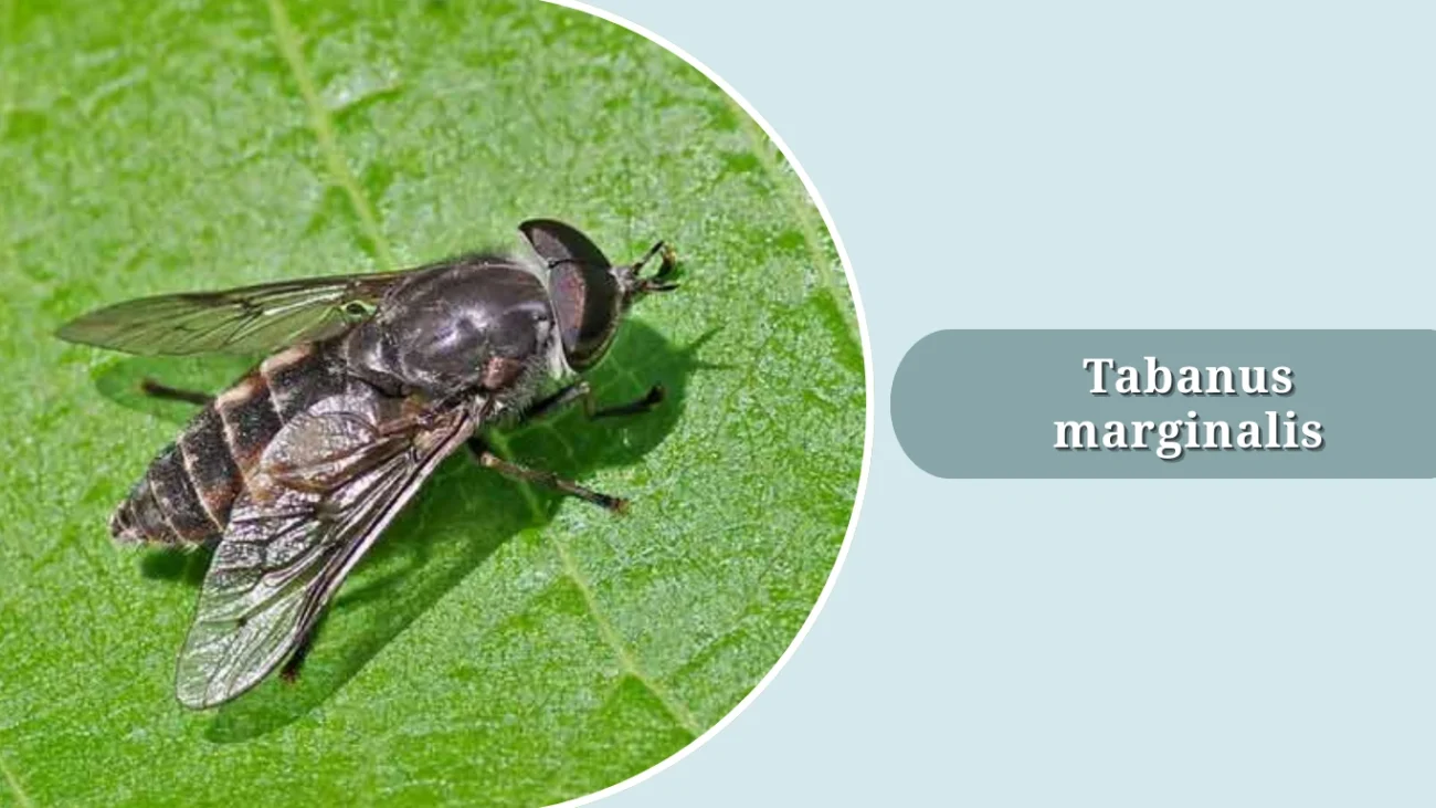 Tabanus marginalis