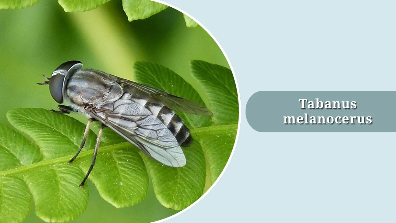 Tabanus melanocerus