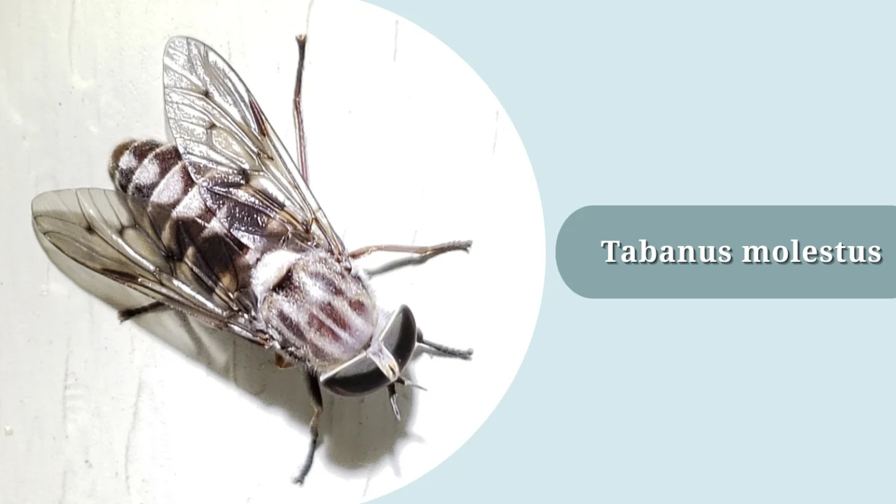 Tabanus molestus