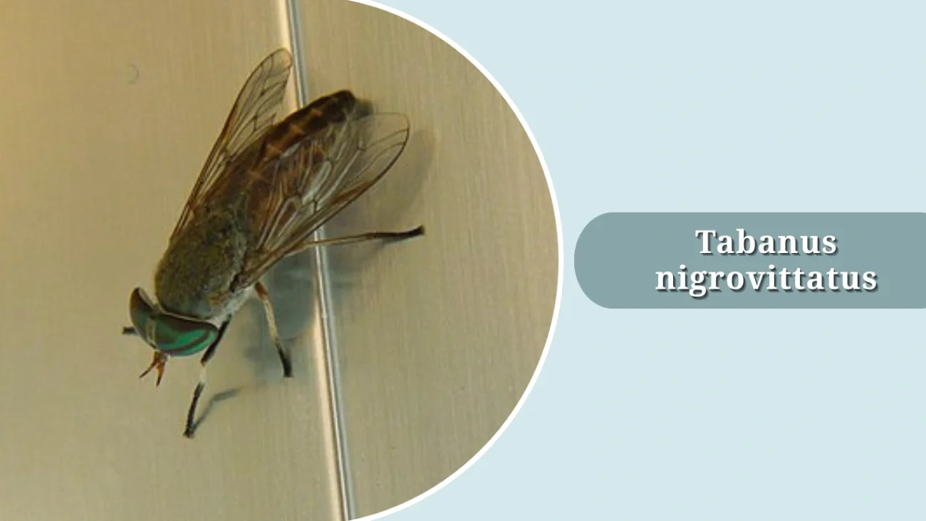 Tabanus nigrovittatus