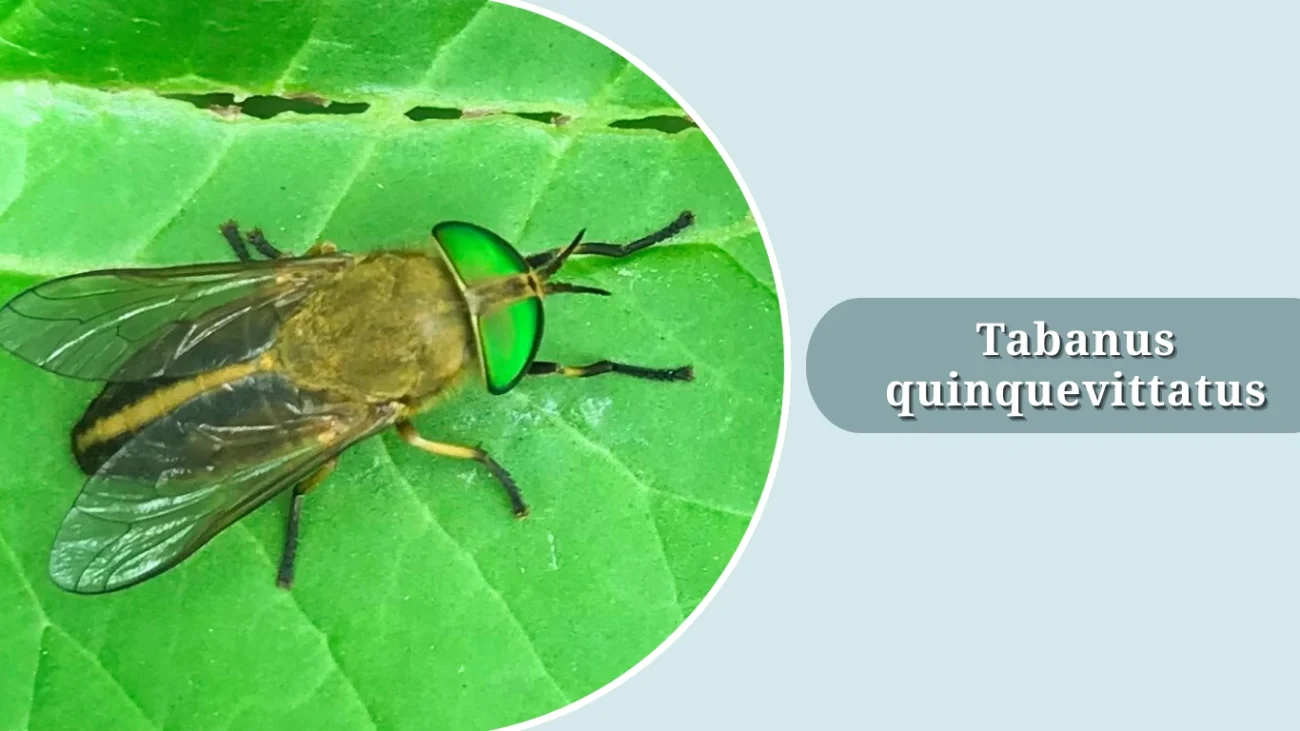 Tabanus quinquevittatus