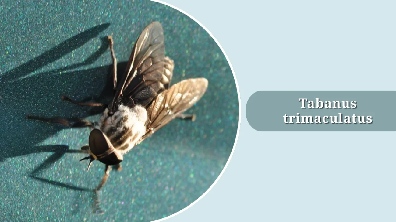 Tabanus trimaculatus