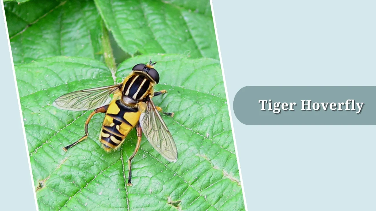 Tiger Hoverfly