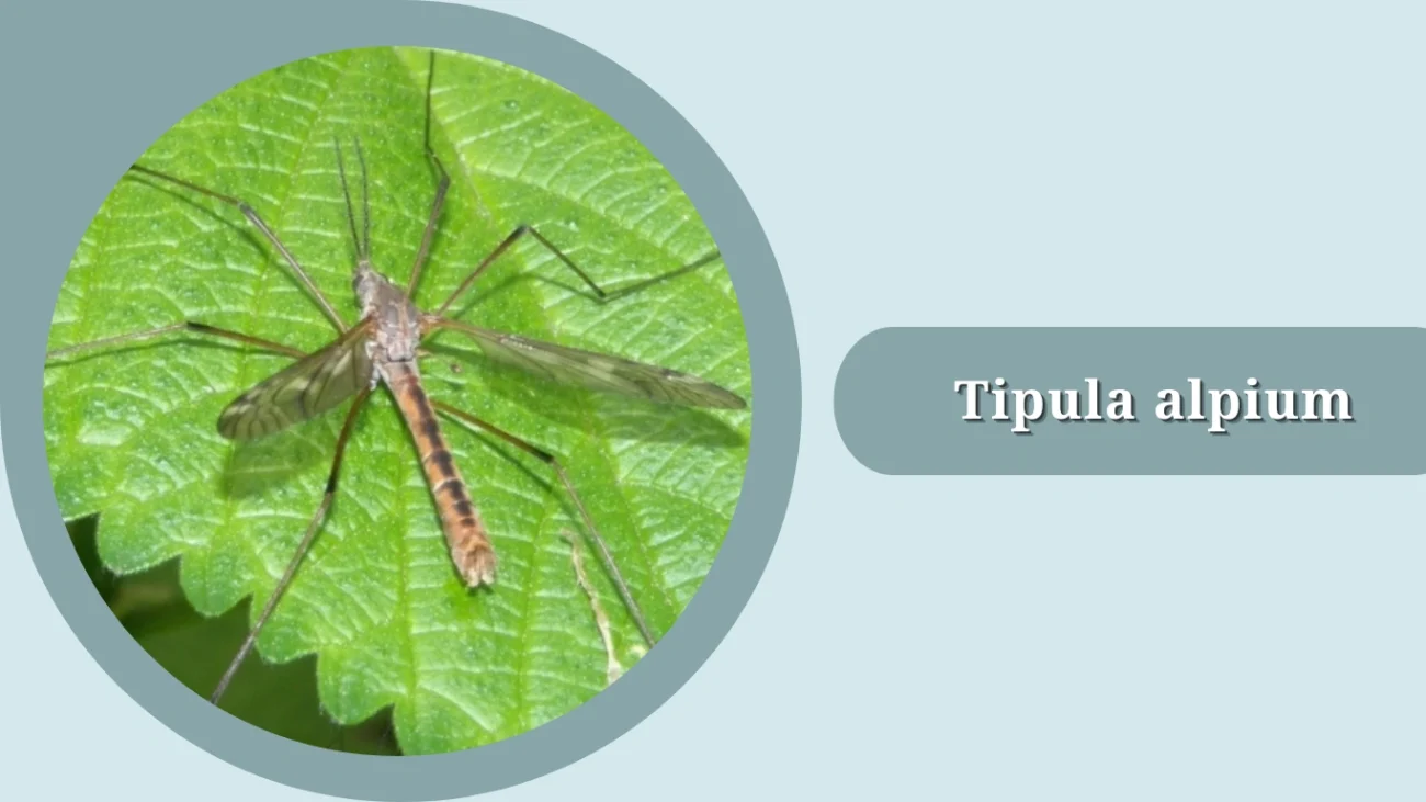 Tipula alpium