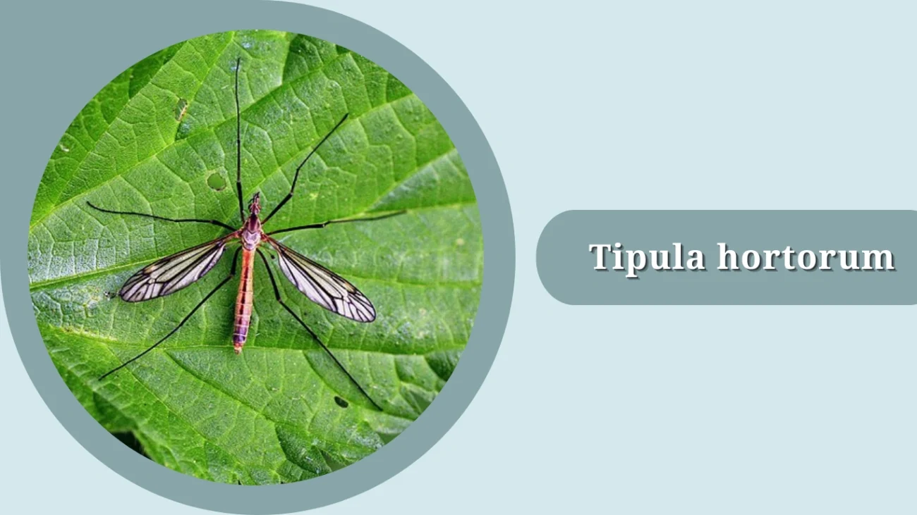 Tipula hortorum
