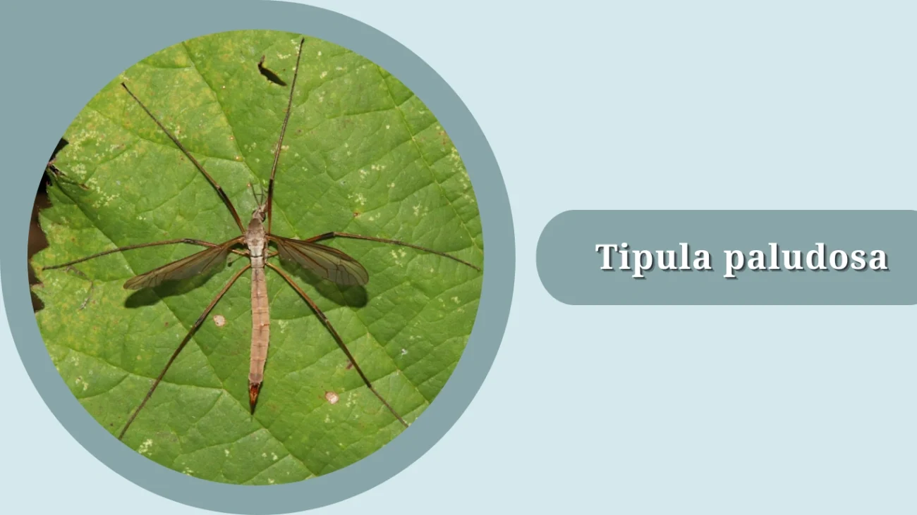 Tipula paludosa