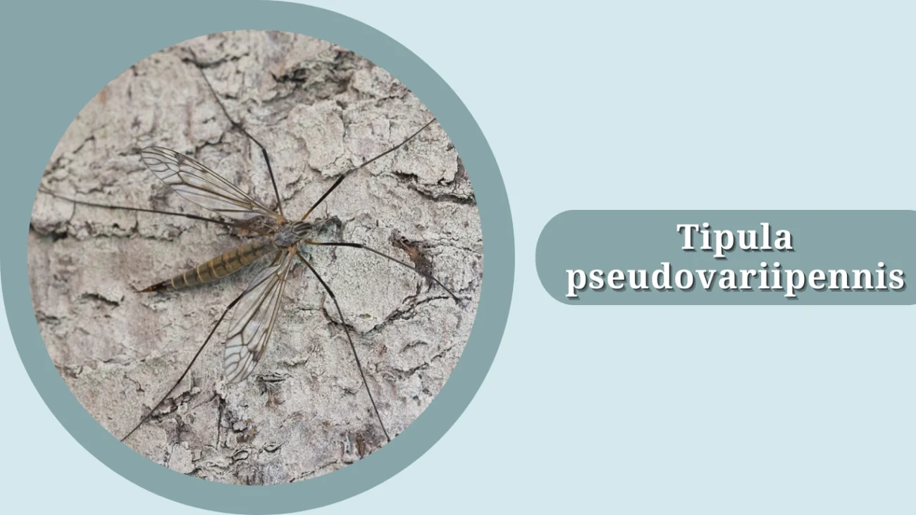 Tipula pseudovariipennis