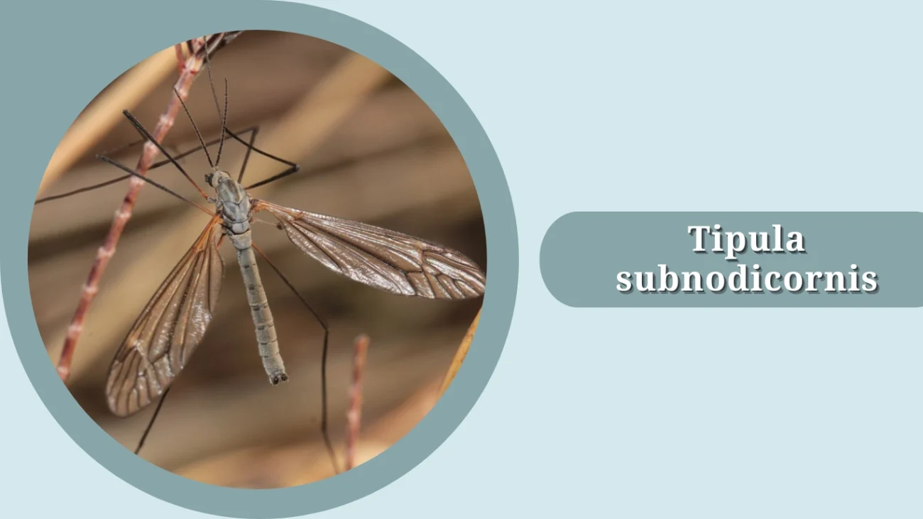 Tipula subnodicornis