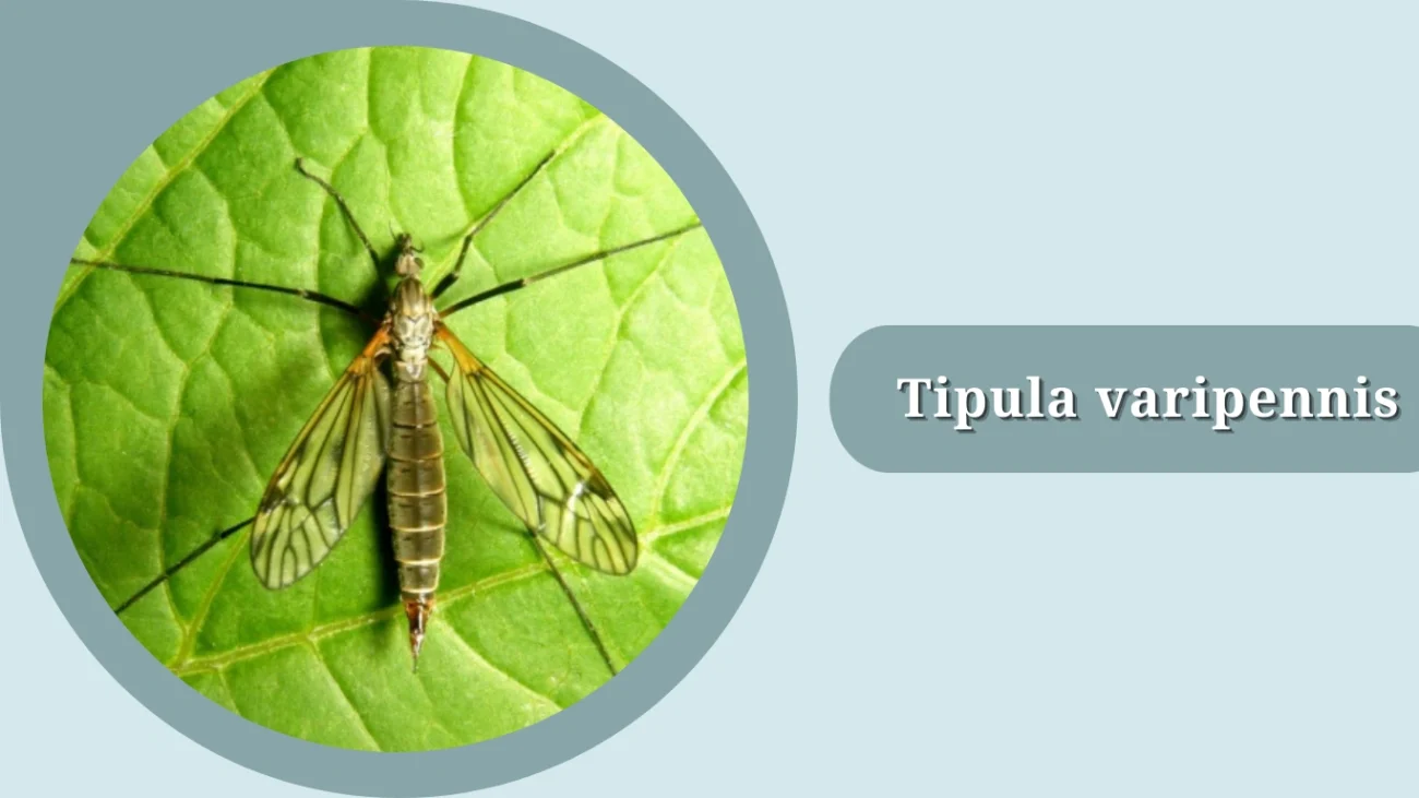 Tipula varipennis