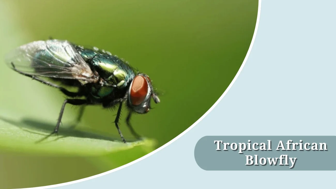 Tropical African Blowfly
