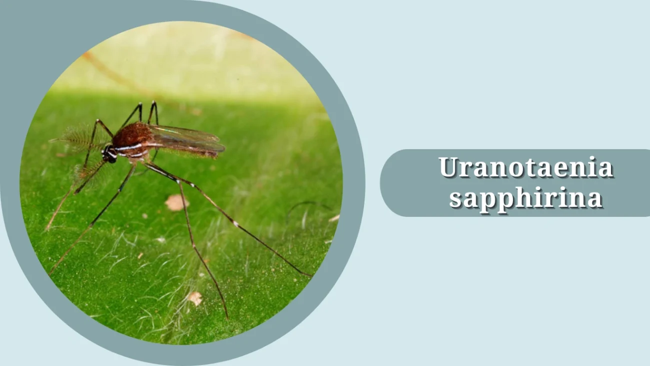 Uranotaenia sapphirina