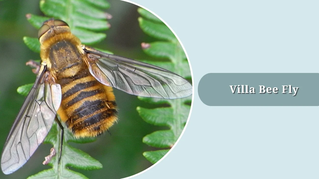 Villa Bee Fly