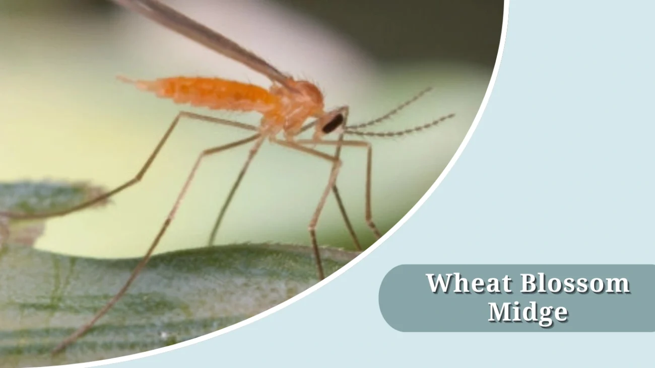 Wheat Blossom Midge