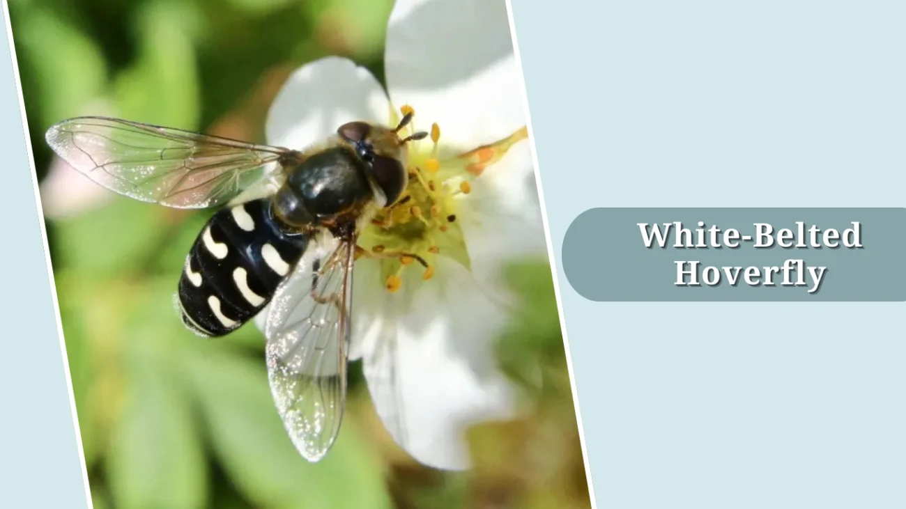 White-Belted Hoverfly