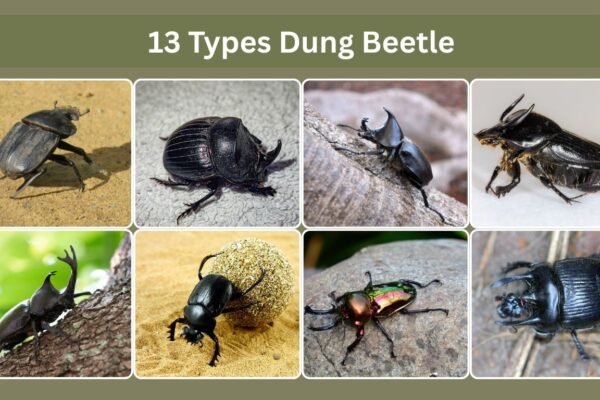 13 Types Dung Beetle