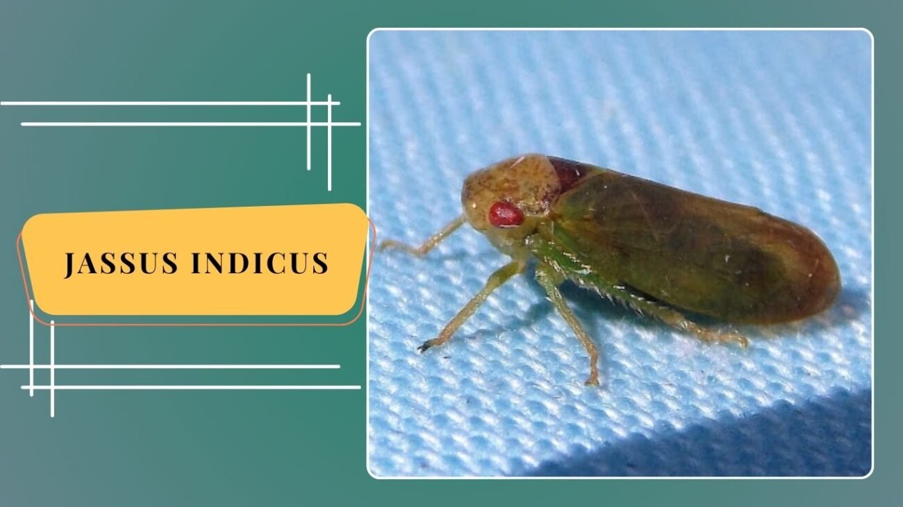 Jassus indicus