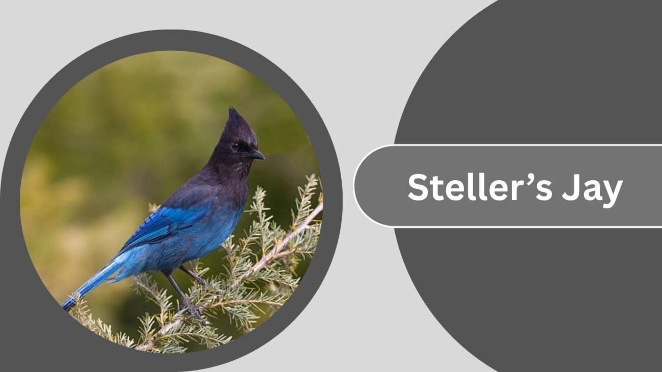 Steller’s Jay