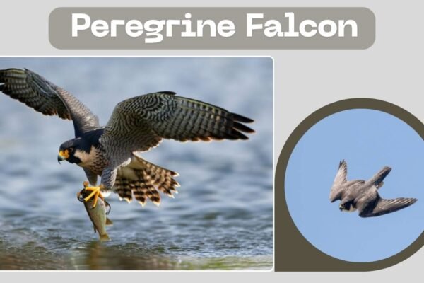 Peregrine Falcon