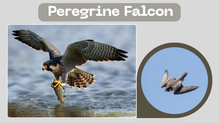 Peregrine Falcon