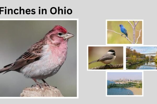 Finches in Ohio: Types, Identification, and Seasonal Behavior