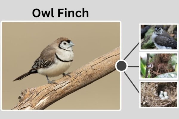 Owl Finch: Types, Breeding Tips, and Pet Care Facts