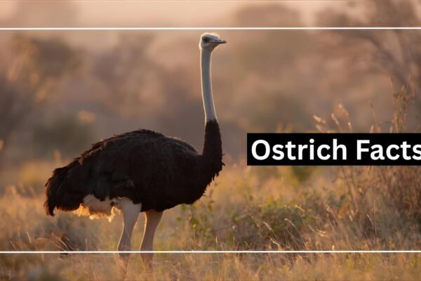Ostrich: Facts, Speed, Eggs, and Unique Adaptations