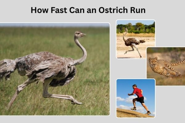 How Fast Can an Ostrich Run: Speed, Distance, and Facts