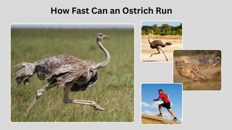 How Fast Can an Ostrich Run: Speed, Distance, and Facts