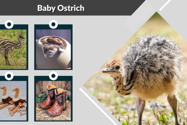 Baby Ostrich: Facts, Growth, Diet, and Care Tips