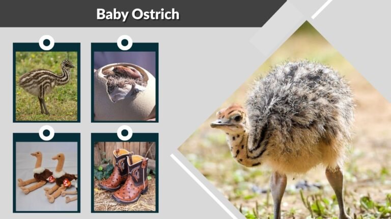 Baby Ostrich: Facts, Growth, Diet, and Care Tips