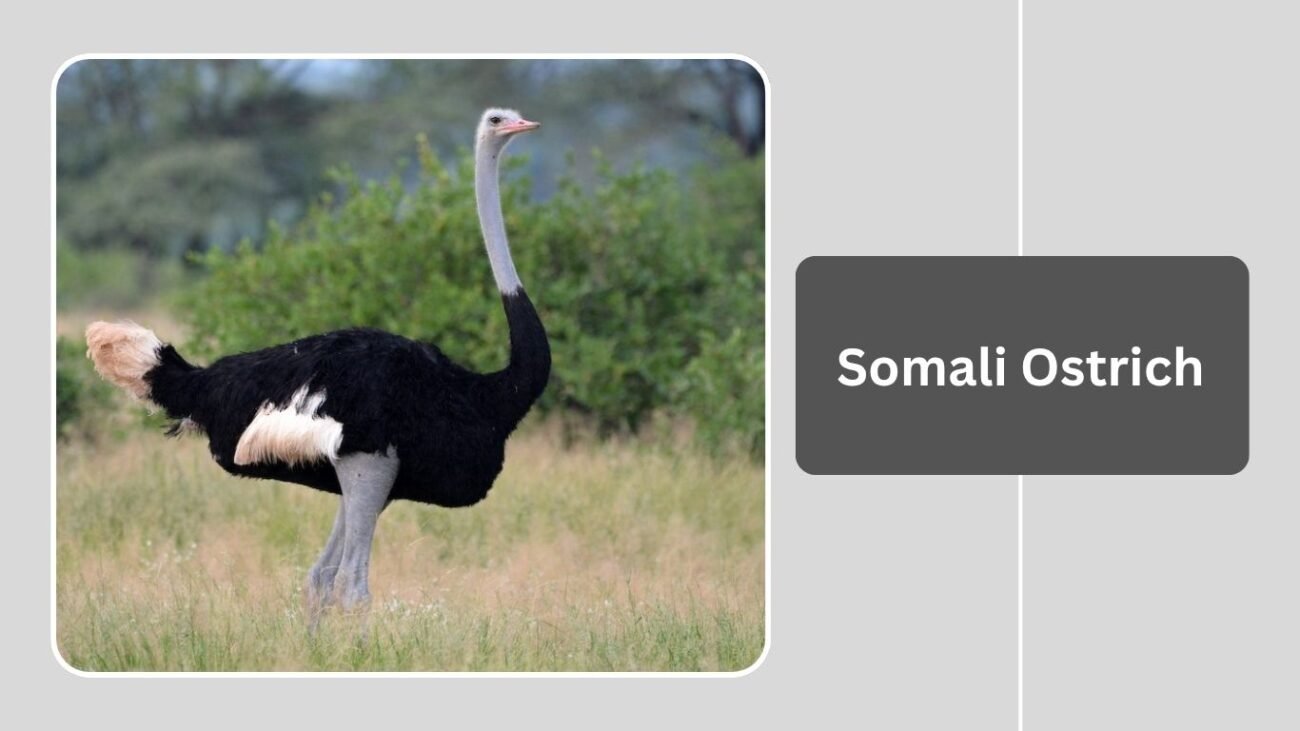 Somali Ostrich
