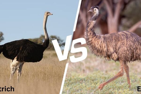 Emu vs Ostrich: Differences, Similarities, and Facts