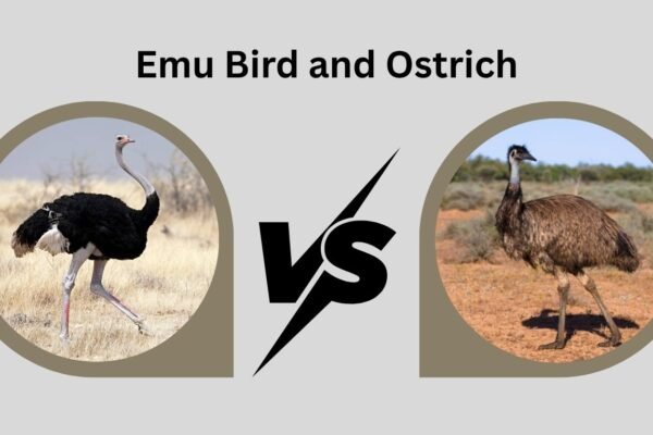 Emu Bird Ostrich: Habitat, Behavior, and Speed