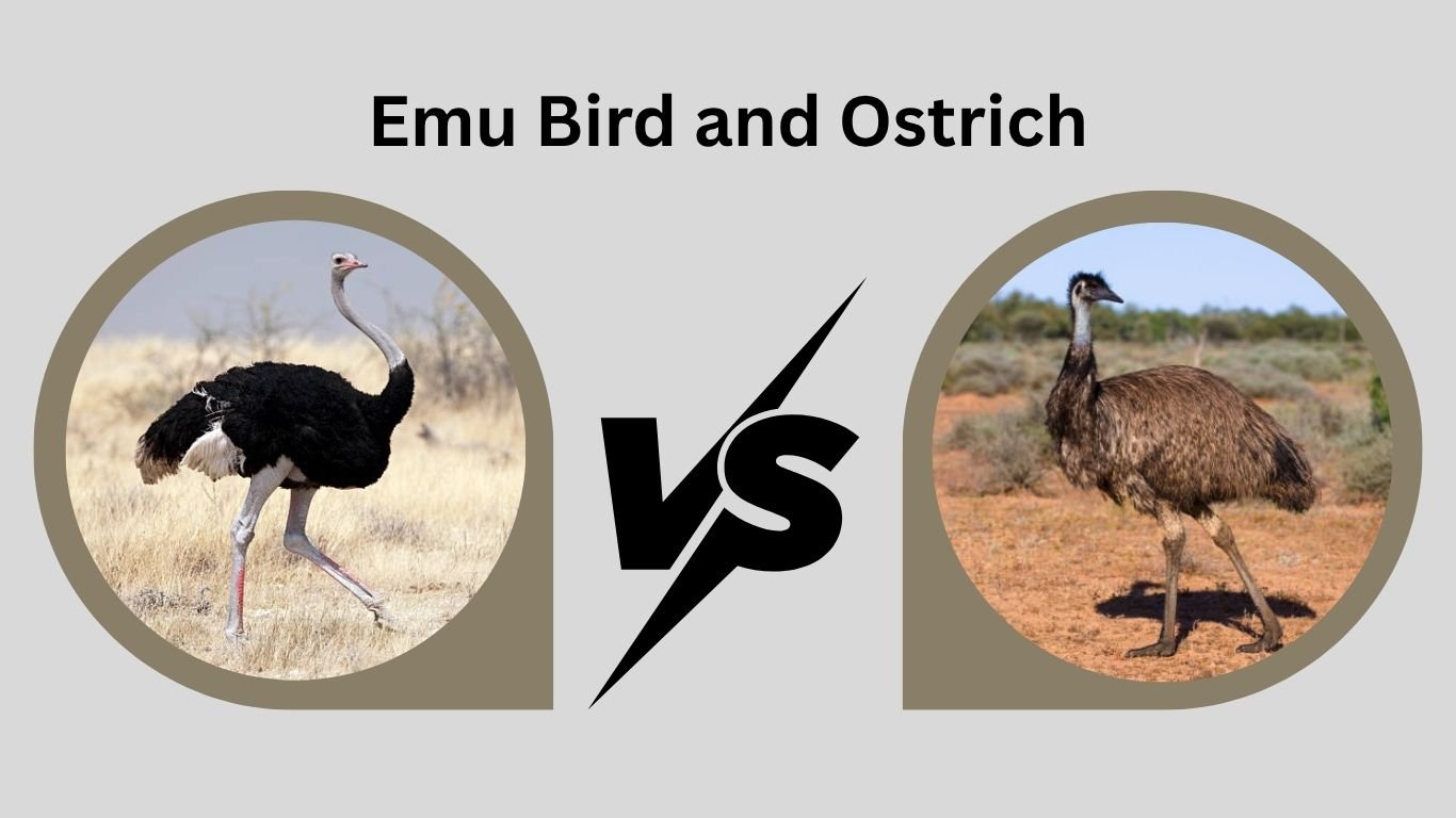 Emu Bird Ostrich: Habitat, Behavior, and Speed