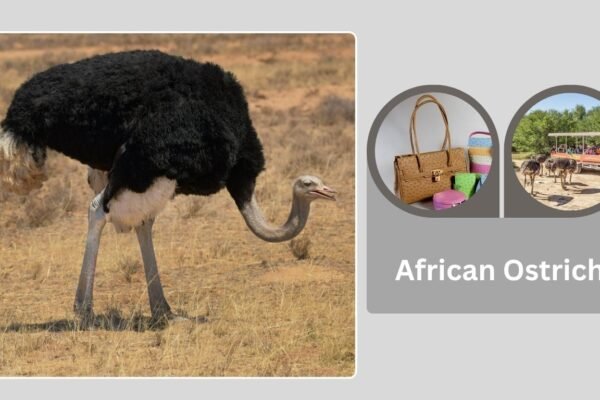 African Ostrich: Facts, Speed, Habitat, and Farming