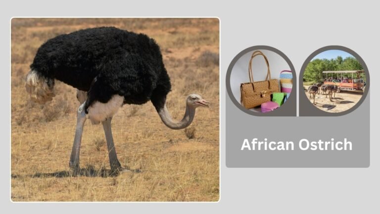 African Ostrich: Facts, Speed, Habitat, and Farming