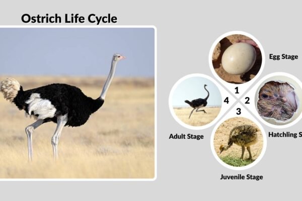 Ostrich Life Cycle: Lifespan, Stages, and Family Behavior