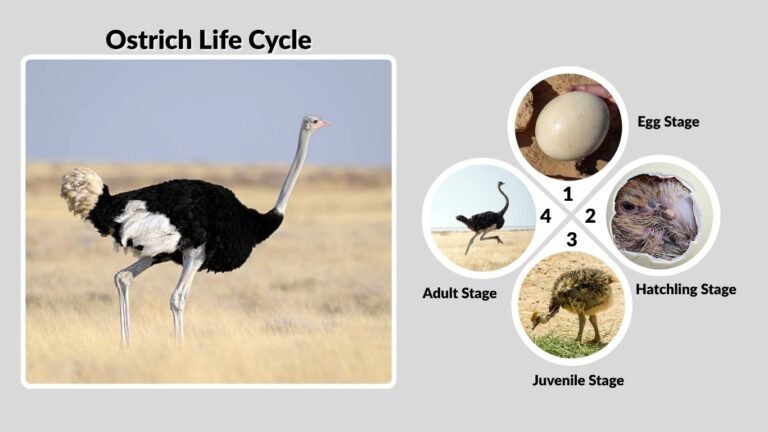 Ostrich Life Cycle: Lifespan, Stages, and Family Behavior