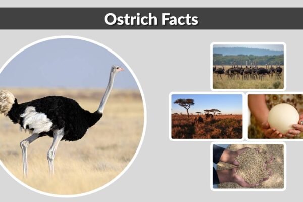 Ostrich Facts: Nutrition, Habitat, and Amazing Features