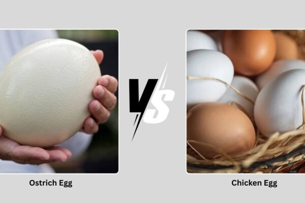 Ostrich Egg vs Chicken Egg: Size, Taste, and Nutrition Compared