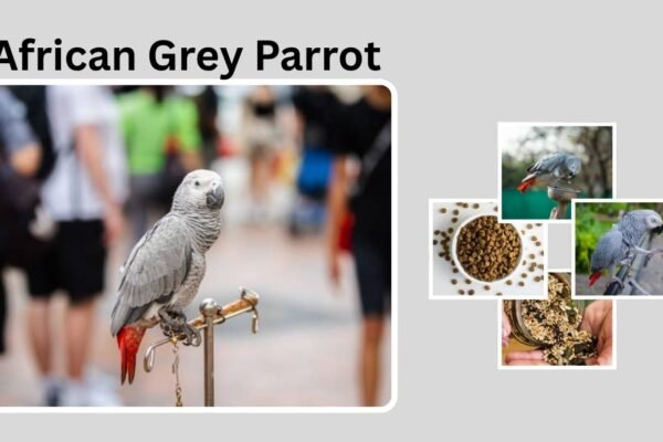 African Grey Parrot: Intelligence, Talking, and Lifespan