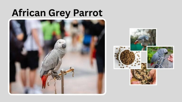 African Grey Parrot: Intelligence, Talking, and Lifespan